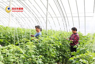 高崖水庫(kù)庫(kù)區(qū) 加快現(xiàn)代農(nóng)業(yè)發(fā)展，打造有機(jī)農(nóng)產(chǎn)品供銷(xiāo)基地